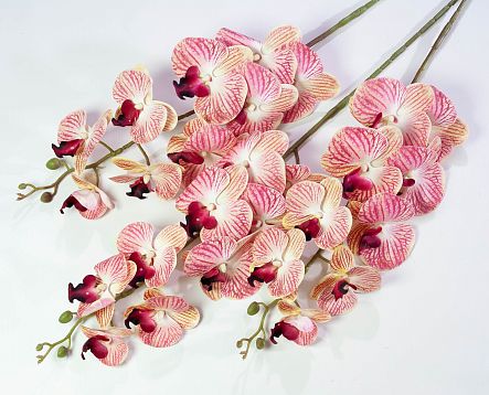 Ветка орхидеи 18 от магазина KALINA являющийся официальным дистрибьютором в России 