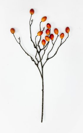 Ветка оливы с оранжевыми плодами