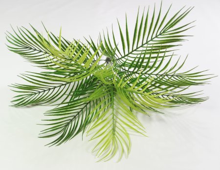 картинка Ветка пальмы "Африка" от магазина KALINA