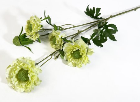 Скабиоза желтая