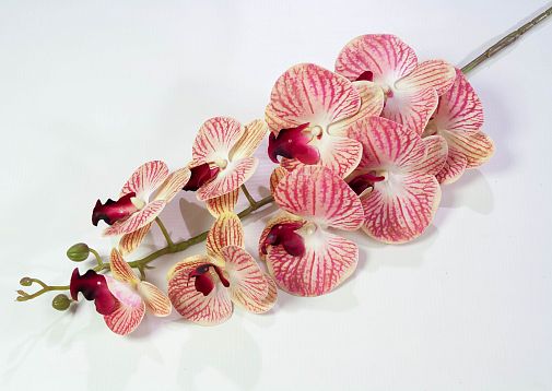 Ветка орхидеи 18 от магазина KALINA являющийся официальным дистрибьютором в России 