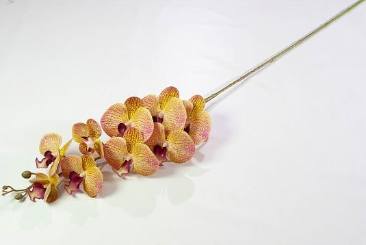 Ветка орхидеи 30 от магазина KALINA являющийся официальным дистрибьютором в России 
