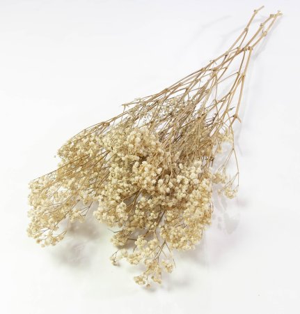 Гипсофила 1