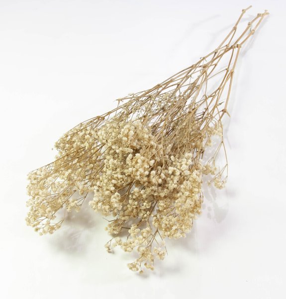 Гипсофила 1