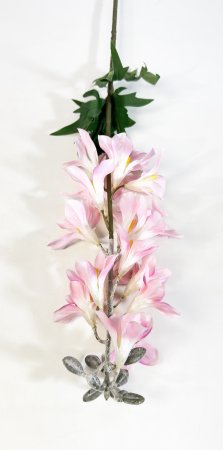 Дельфиниум с крупными соцветиями розовый