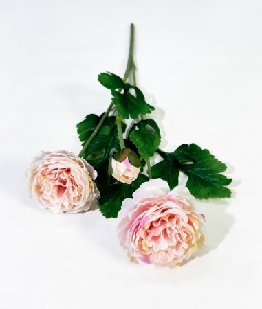 Пион Махровый 2 цветка 1 бутон чайный