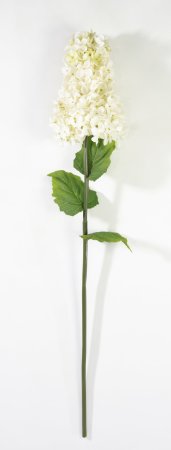 Гортензия метельчатая молочная