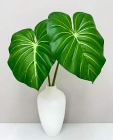 Филодендрон крупный "Весна"