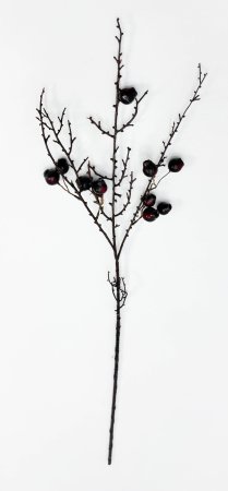 Ветка с бордовыми плодами эвкалипта