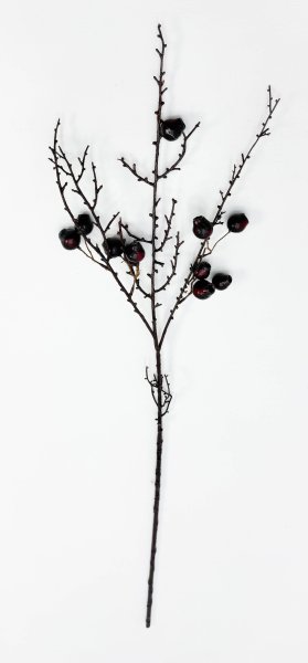 Ветка с бордовыми плодами эвкалипта