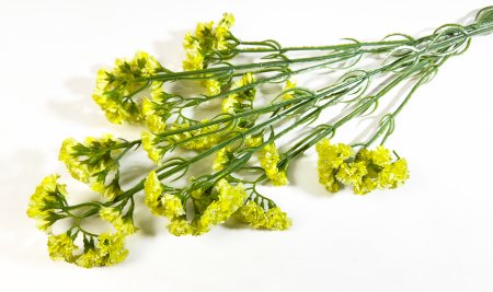 Статица желтая