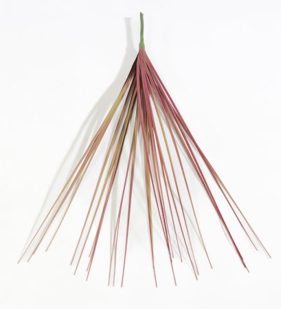 картинка Мискантус Грацилимус Поздняя осень от магазина KALINA