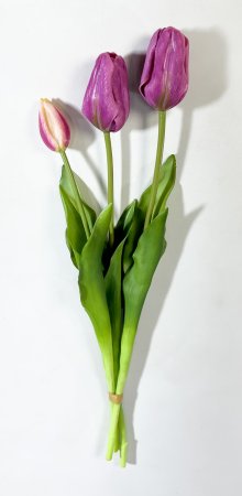 Тюльпан "Пепл Принц" жимолость (2+1)