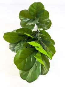 картинка Лирата 29 листов от магазина KALINA