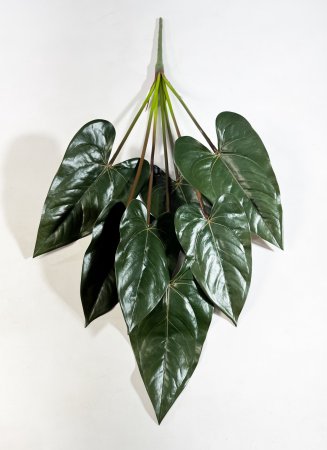 картинка Антуриум темный 7 листов от магазина KALINA