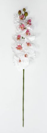 Орхидея "Биг Лип" белая 9 цветков