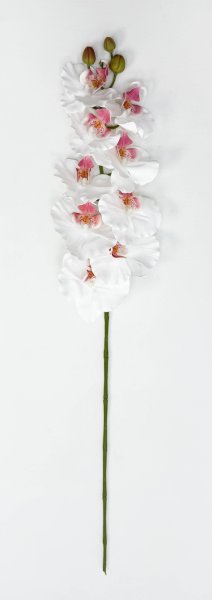 Орхидея "Биг Лип" белая 9 цветков