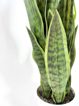 Сансевиерия в белом кашпо 70 см