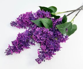 Сирень "Пышный цвет" фуксия