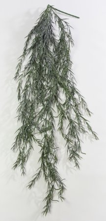 картинка Розмарин "Иней" от магазина KALINA