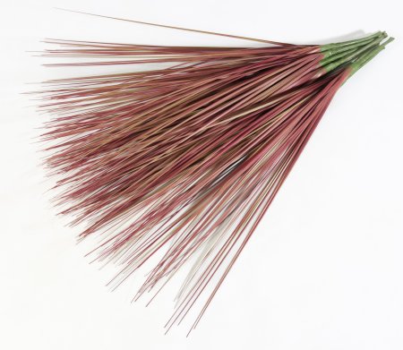 картинка Мискантус Грацилимус Поздняя осень от магазина KALINA