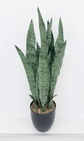 Сансевиерия трёхполосная Сильвер Мист 75 см