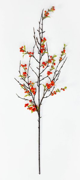 Облепиха большая