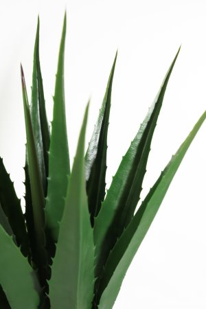 Агава Американская зеленая 18 листов