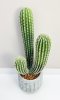 Кактус 58 см