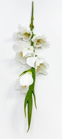 Гладиолус "Цветочный калейдоскоп" белый