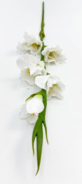 Гладиолус "Цветочный калейдоскоп" белый