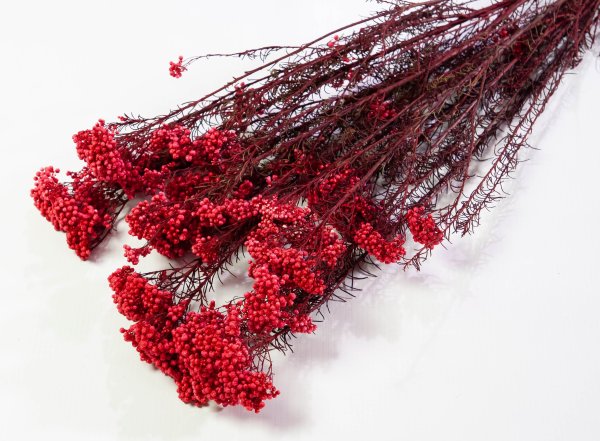 Озотамнус 3