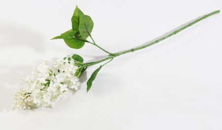 Ветка сирени обыкновенная белая