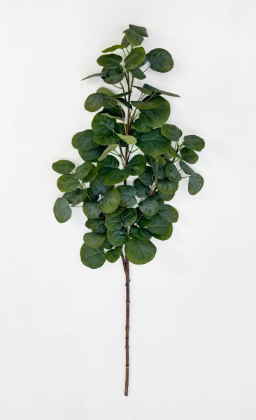 картинка Эвкалипт ветка "Великан" от магазина KALINA