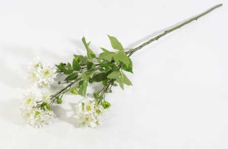 Ветка хризантемы кустовой белой