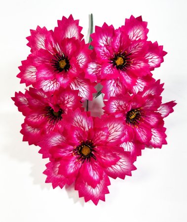 Астра "Долли" 5 цветков