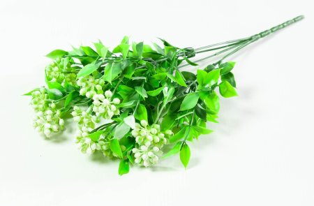 Скимия разноцветная