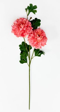 Георгин махровый коралловый