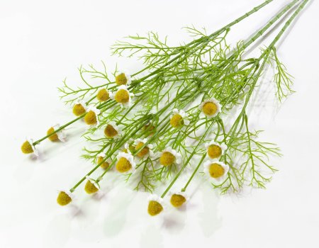 Ветка ромашек