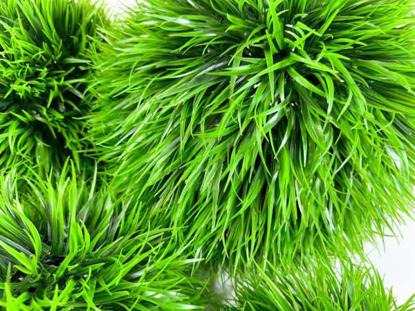 картинка Самшит "Осока" №5 от магазина KALINA