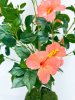 Куст гибискуса персик БЕЗ КАШПО