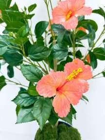 Куст гибискуса персик БЕЗ КАШПО