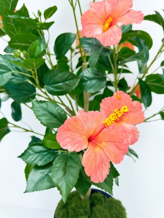 Куст гибискуса персик БЕЗ КАШПО