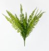 картинка Папоротник "Кучерявый" 14 листов от магазина KALINA