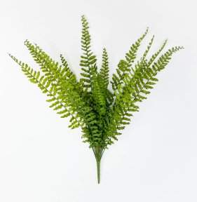 картинка Папоротник "Кучерявый" 14 листов от магазина KALINA