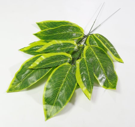 картинка Лист манго с желтой каймой от магазина KALINA