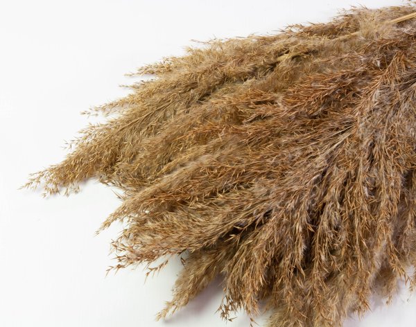 Кортадерия