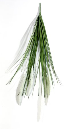 картинка Пеннисетум (Лисий хвост) 75 см 5 веток от магазина KALINA