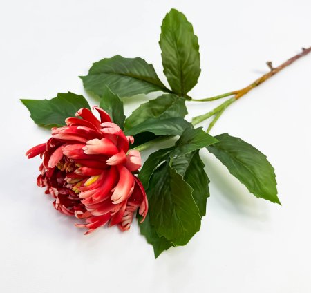 Хризантема темно-красная