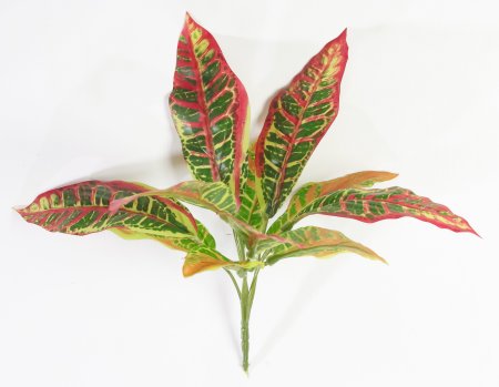 картинка Кодиеум от магазина KALINA